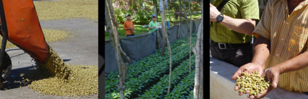 sourcing-sustainability