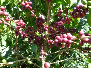 Cherries at Campanula