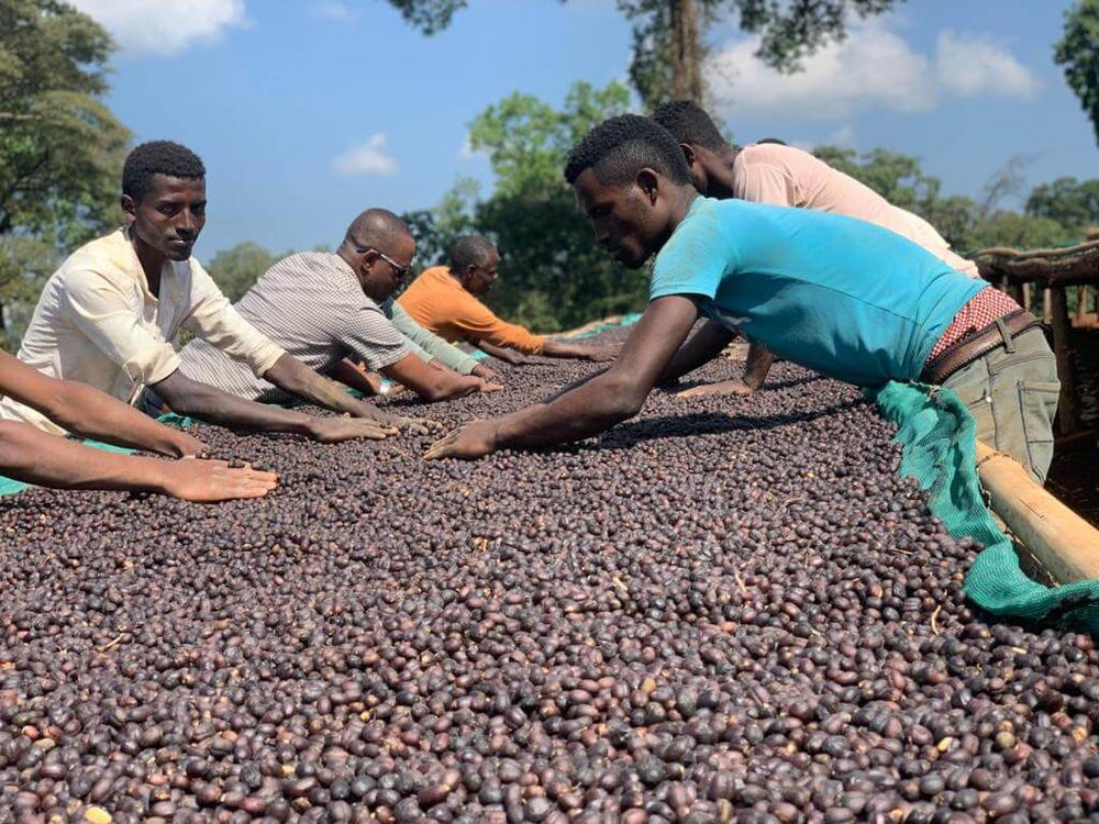 Coffee Updates - February 2024