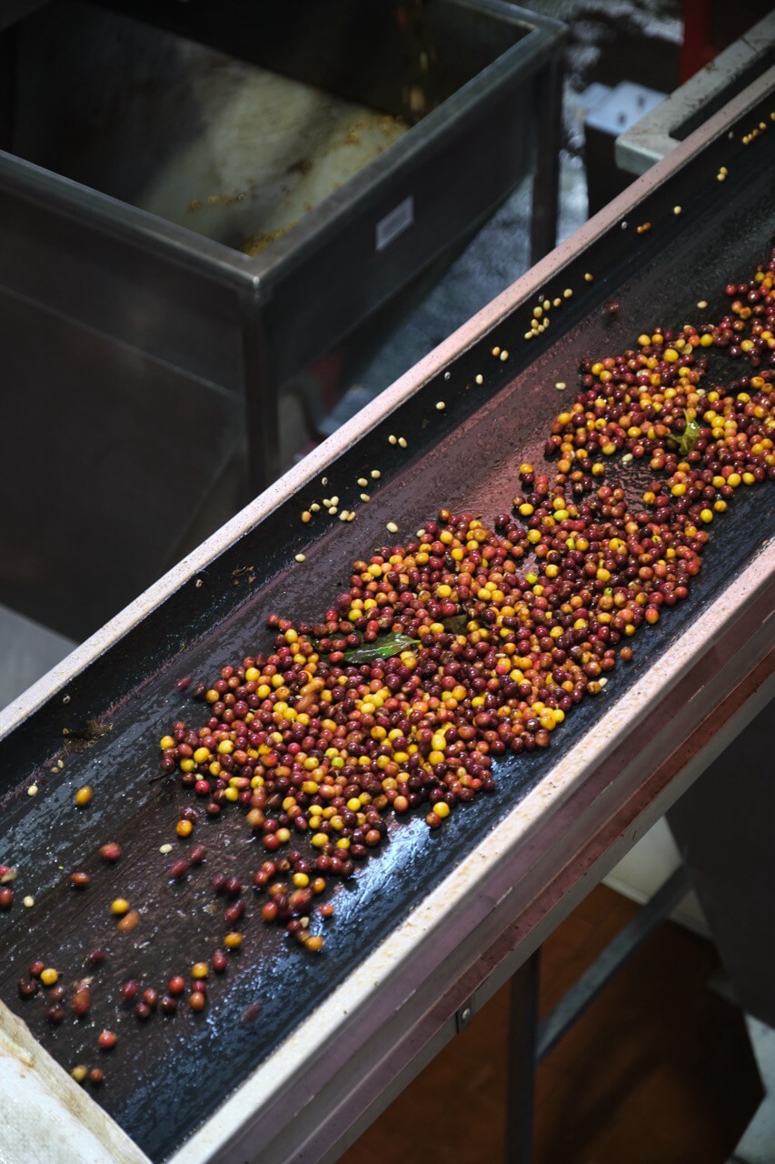 New Coffees Are Here!