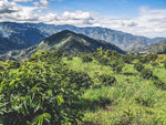 Colombia El Nevado (House Roast)