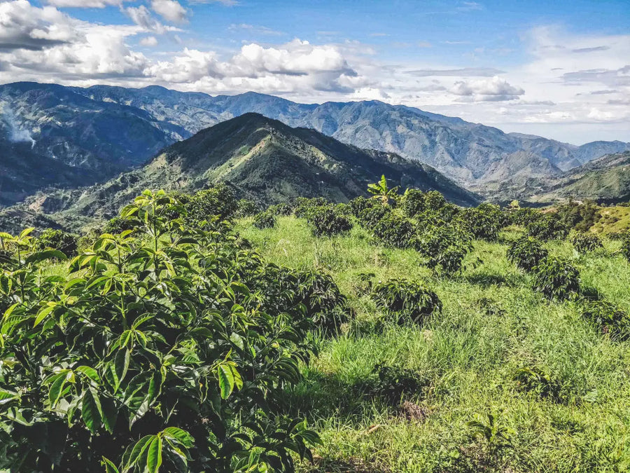 Colombia El Nevado (House Roast)