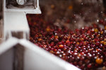 México Tres Fincas