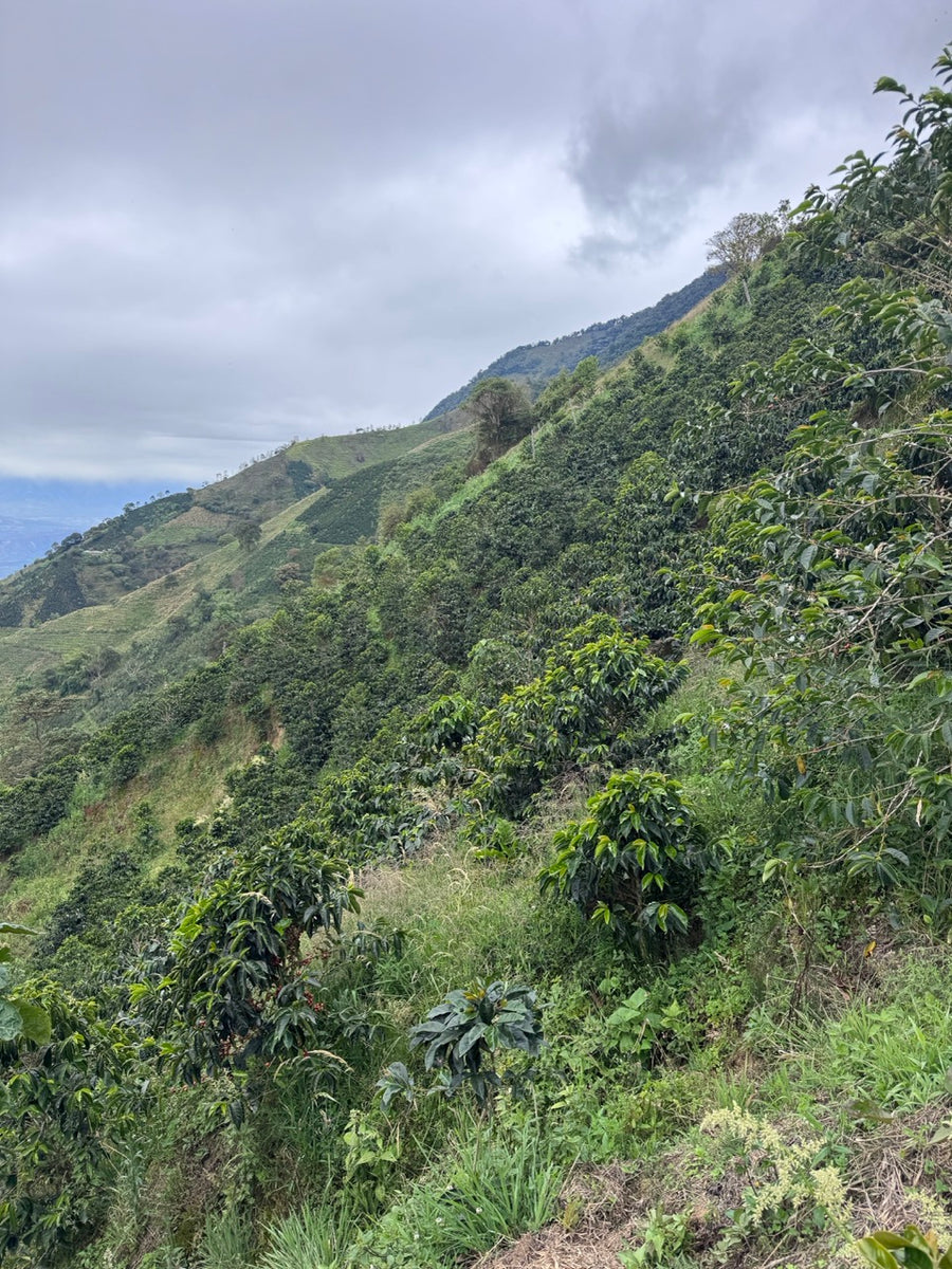 Colombia La Hormiga