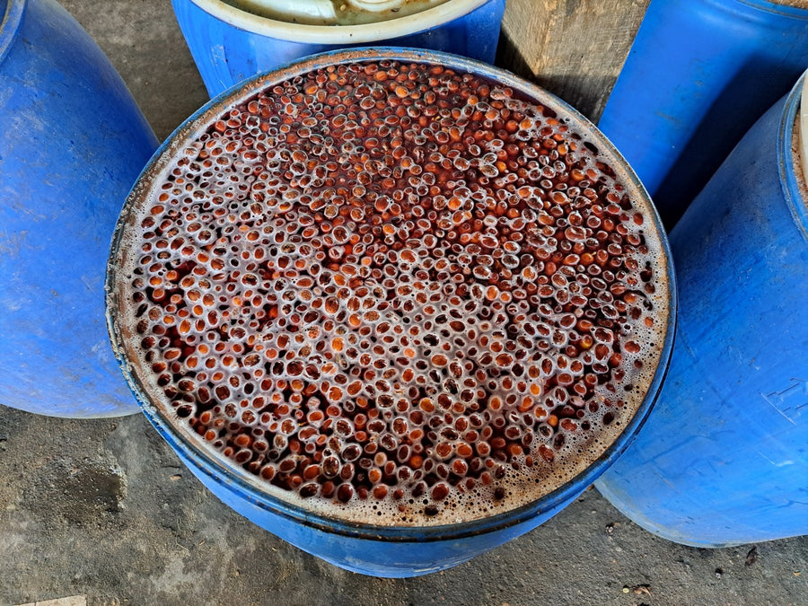 Vietnam Zanya Carbonic Maceration